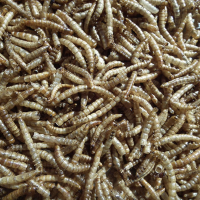Dried Mealworms