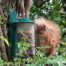 CJ Metal Squirrel Feeder Small